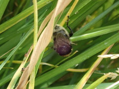 Merodon equestris