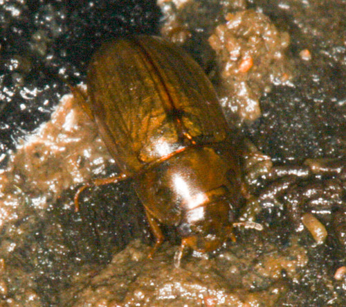 Hydrophilidae