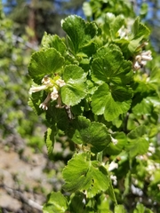 Ribes indecorum