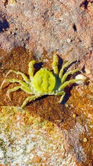 Hymenosoma orbiculare