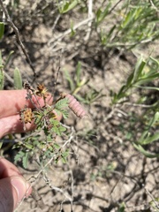 Prosopis reptans