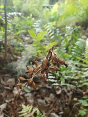 Habenaria floribunda