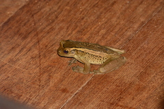 Trachycephalus mesophaeus