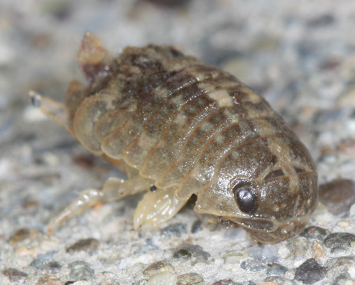 Sphaeroma quoianum