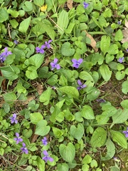 Viola sororia