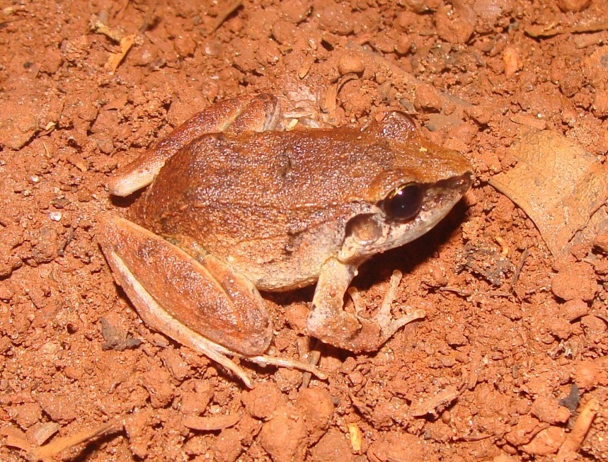 Chimbo Frog