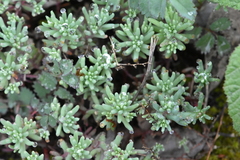 Sedum pallidum