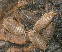 Armadilloniscus coronacapitalis