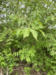 Lonicera maackii