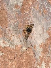 Euphydryas anicia