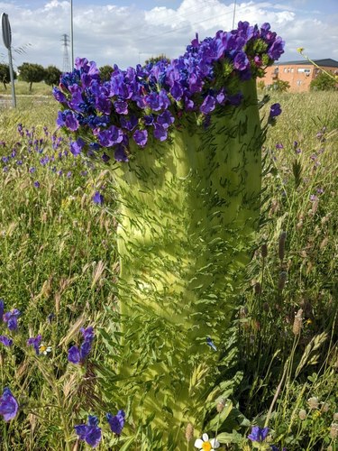 Echium plantagineum iNat (1)