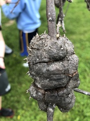 Callirhytis quercuspunctata