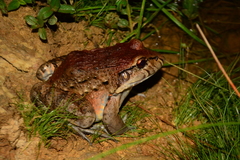 Leptodactylus labyrinthicus