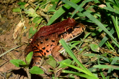 Leptodactylus labyrinthicus