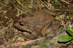 Leptodactylus labyrinthicus