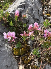 Chamaecytisus purpureus