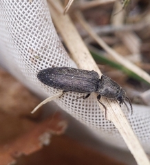 Cidnopus aeruginosus