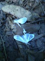 Lepidoptera