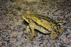 Rhinella ornata