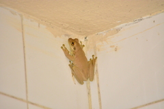 Trachycephalus mesophaeus