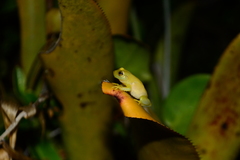 Phyllodytes luteolus