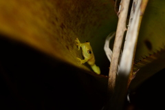 Phyllodytes luteolus