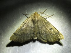 Odontopera bidentata