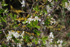 Prunus fruticosa
