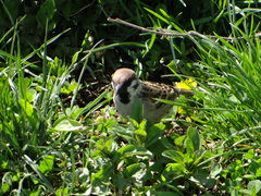 Passer montanus