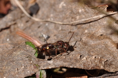 Nomada gracilis