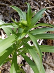 Lilium parryi