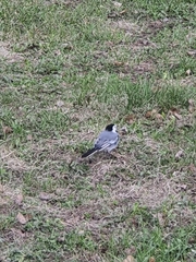 Motacilla alba