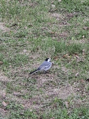 Motacilla alba