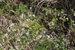 Prunus fruticosa