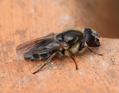 Cheilosia caerulescens