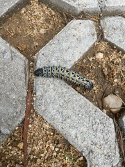 Gonimbrasia belina