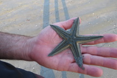 Astropecten marginatus