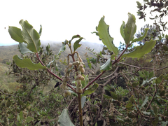 Garrya elliptica