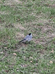 Motacilla alba