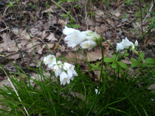 Lebanon onion (Allium zebdanense)