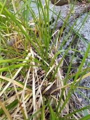 Carex fracta