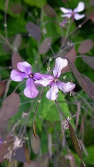 Lunaria annua