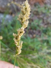Carex fracta