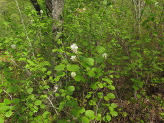 Fothergilla major