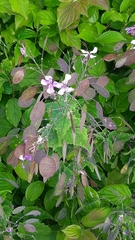 Lunaria annua