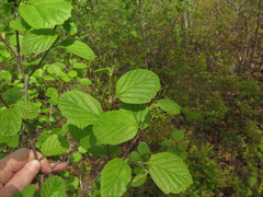 Fothergilla major