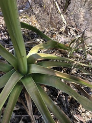 Agave rhodacantha