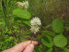 Fothergilla major