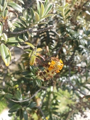Buddleja coriacea