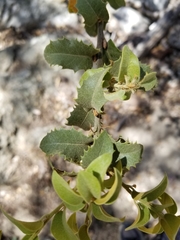 Quercus cornelius-mulleri